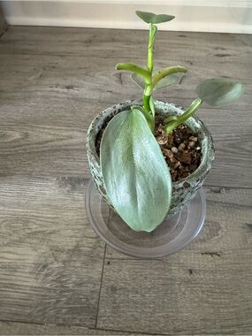 Philodendron Silver Sword